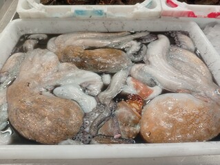 fresh octopus for sale at the market