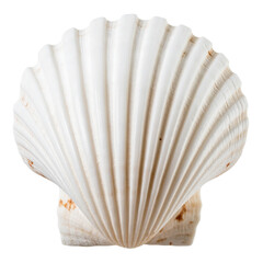 Delicate white scallop shell with intricate ridges and orange accents, perfect for coastal decor.