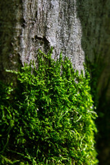 Moss growing on a weathered tree trunk in a lush forest during a sunny afternoon