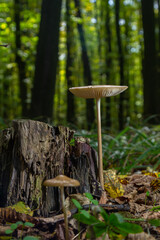 Oudemansiella radicata mushrooms growing near a decaying tree stump in a dense green forest during...