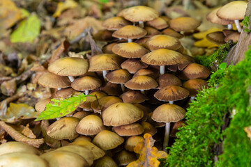 Sulphur tuft, Hypholoma fasciculare, or clustered woodlover on a dead tree