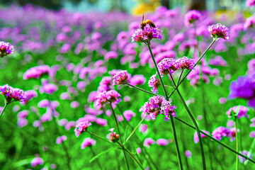 Honey bee collecting nectar from verbena bonariensis flower in a field of purple flowers.