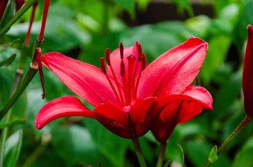 Beautiful red lilies in an urban garden