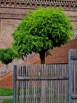 spherically growing form. Older trees have a deep furrowed bark and young branches are strongly thorny, the cultivar does not bloom. soil, habitat in sun. Suitable use is for group plantings, urban