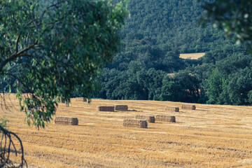 Hay Bales in Harvested Field Framed by Trees