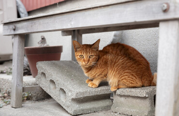 長椅子の下の野良猫 / 山口県大島郡周防大島町沖家室島