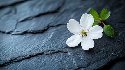 Single white flower on dark slate stone | stock photo, contrast floral, minimal elegance, spa theme