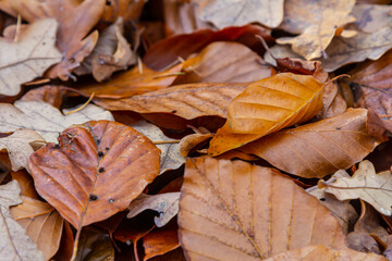 Rustling autumn leaves spread across the forest floor creating a warm and serene natural background in late afternoon light