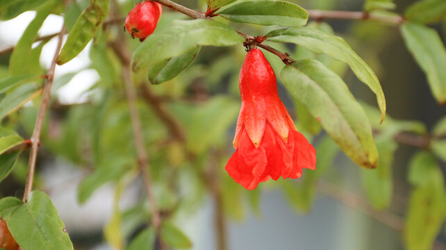 Punicia Granatum Flower, bunga buah delima