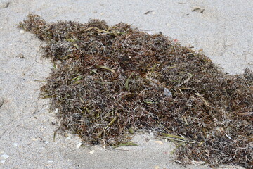 seaweed on the beach