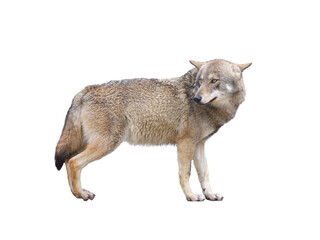  gray wolves isolated on white background