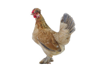 beige chicken isolated on white background