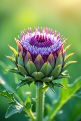 Artichoke flower (Cynara scolymus) close-up with vibrant purple bloom and green spiny bracts, vertical format. For botanical posters, garden books, food branding, and eco lifestyle publications.
