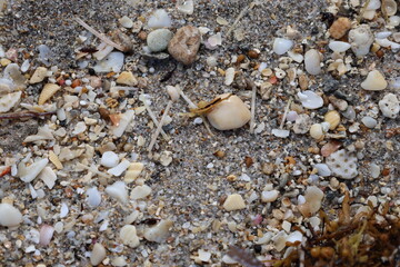 Shells on the beach small closeup