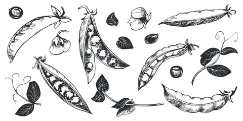 Vector set with green pea pods, leaves, flowers and shoots. Bean pod, seeds visible. Imitation of engraving technique. Useful vegetable crop. Peas are hand-drawn with black ink on a white background.