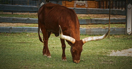 Brown Watussi Cow Grazing with Long Horns in Green Pasture