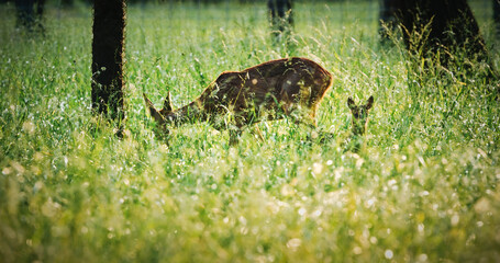 Deer and Fawn Grazing in Long Grasses of Field. European Roe Deer and its fawn peacefully graze together in field of tall grass. Female European Roe Deer Or Capreolus Capreolus, Also Known As The
