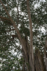 Large banyan tree with aerial roots and dense foliage against a bright sky, low angle.