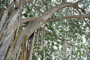 Obraz premium Large banyan tree with aerial roots and dense foliage against a bright sky, low angle.