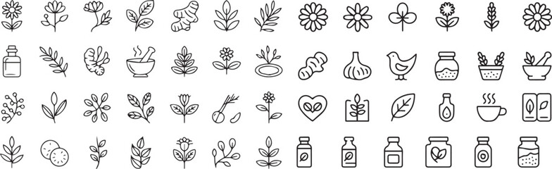 Medicinal herbs line icon set. Vector pictograms of echinacea, ginger, turmeric, lavender, rosemary, calendula, lemon balm, dandelion, st johns wort, thin linear illustration © vectorzking