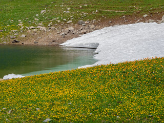Mountain summer meadow. Altai region.