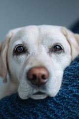 Close-up view of a guide dog resting on a blue fabric in a calm indoor setting during daylight. National Guide Dog Month
