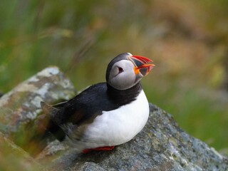 The Atlantic puffin (Fratercula arctica), also known as the common puffin, Runde Island, Norway