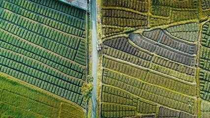 Beautiful aerial view of straight road between lush green rice fields