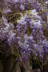 beautiful purple flowers in the garden, wisteria