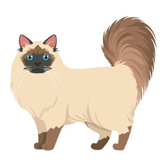 Seal Point Ragdoll Cat Looking Forward