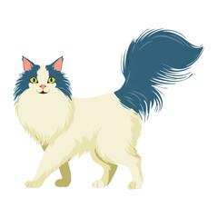Fototapeta premium Ragdoll Cat White and Blue Tail Standing