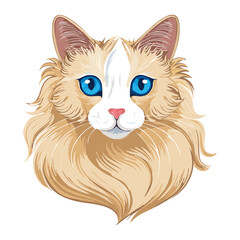 Fluffy Seal Point Ragdoll Cat Close Up