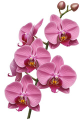 A beautiful pink orchid blossom is elegantly displayed against a dark background, creating a striking botanical composition.