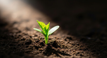 Young Green Sprout Emerging from Rich Soil with Sunlight