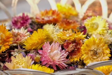 Vibrant of colorful dried everlasting flowers, strawflowers, filling blurred rustic woven basket. Home decor, natural crafts