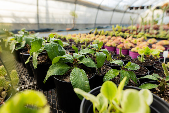 Seedling plants are growing in black plastic pots on metal mesh bench in greenhouse near succulents