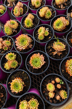 Succulent rosettes displaying green centers, peach edges in soil-filled plastic pots on mesh bench
