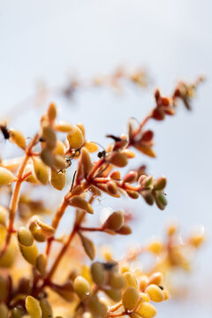 Succulent buds glistening with water droplets on orange stems in garden sunlight, spider web strand