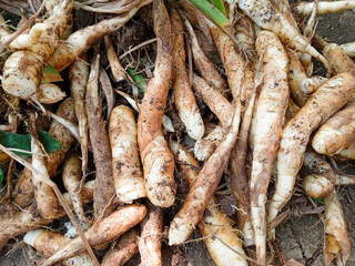 Garut tubers or ararut or irut (maranta arundinacea), can be fried, steamed or processed into flour. Garden tubers