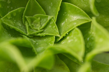 Succulent rosette leaves forming spiral pattern in macro, with waxy texture and water droplets