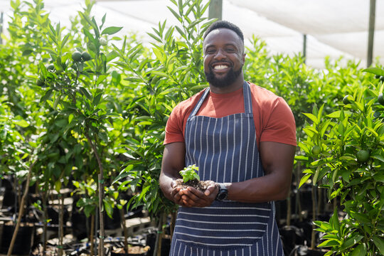 African American man wearing apron standing in nursery shade house holding seedling by citrus trees