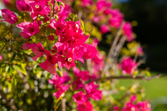 Bright pink bougainvillea blossoms and green leaves glowing under sunlight on woody stems in garden