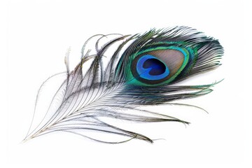 Obraz premium image of peacock feather