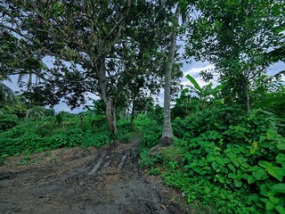 Fototapeta premium Vibrant green tree capturing tranquil natural beauty in the outdoors