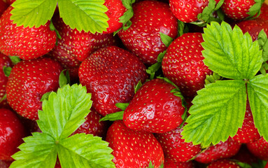 Fresh juicy strawberries with green leaves