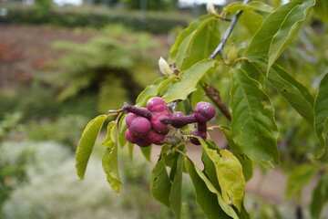The fruits of Magnolia kobus, also known as the Kobus magnolia, are inedible. Botanical Garden, Funchal, Madeira – Portugal. © guentermanaus