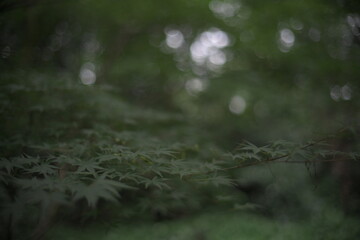 Japanese Maple leaves natural bokeh background