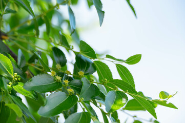 黄色いナツメの花