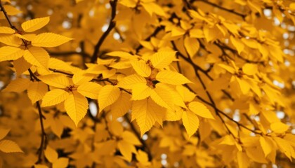 Obraz premium Vibrant yellow autumn leaves on branches (2)