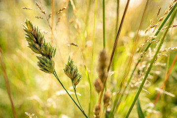 Grass in close-up with insect